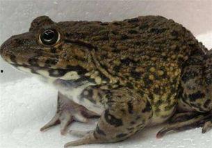 爆料田鸡饲养视频播放下载,视频播放与下载背后的真相